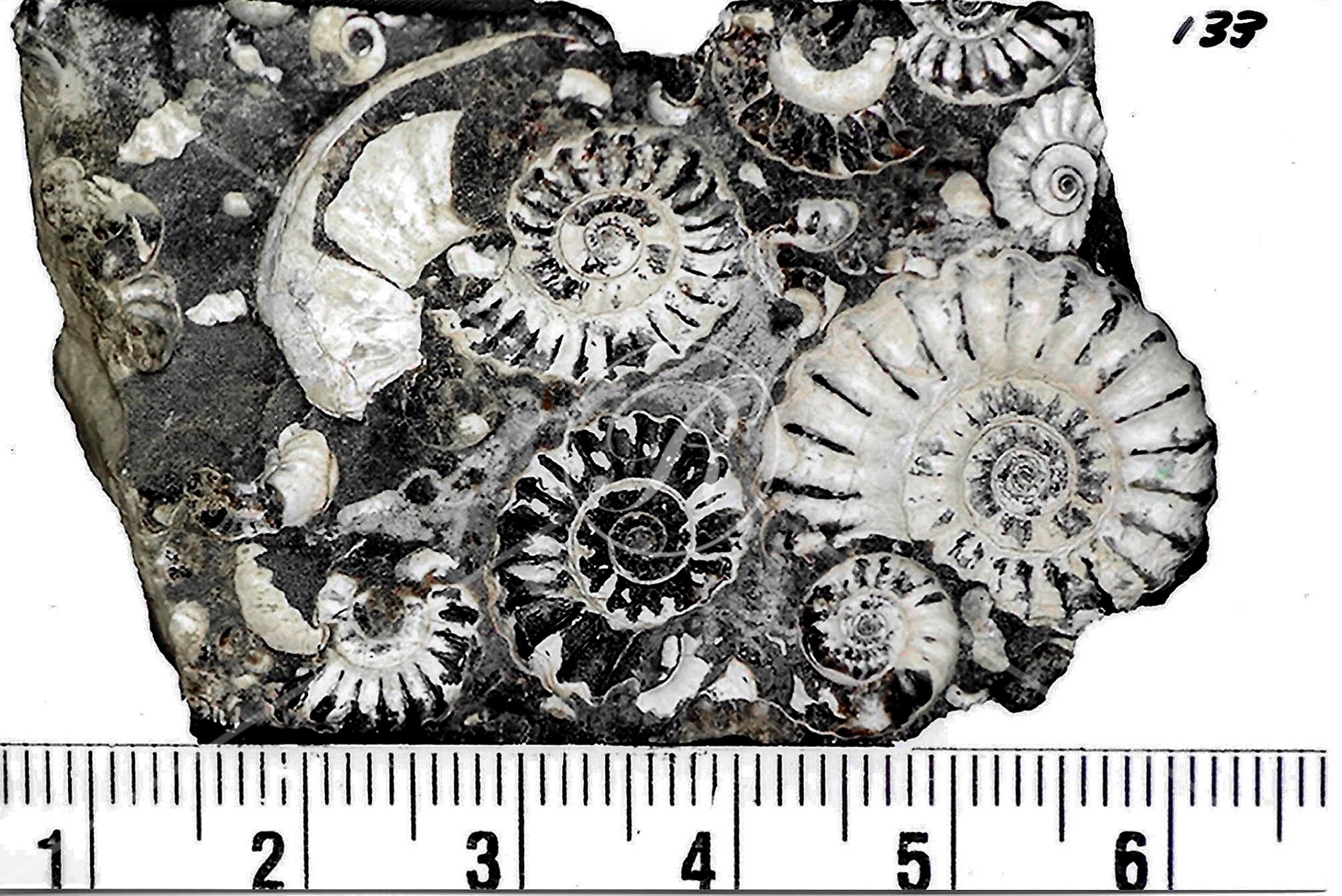 Watermark_215_N133 éch.jpg